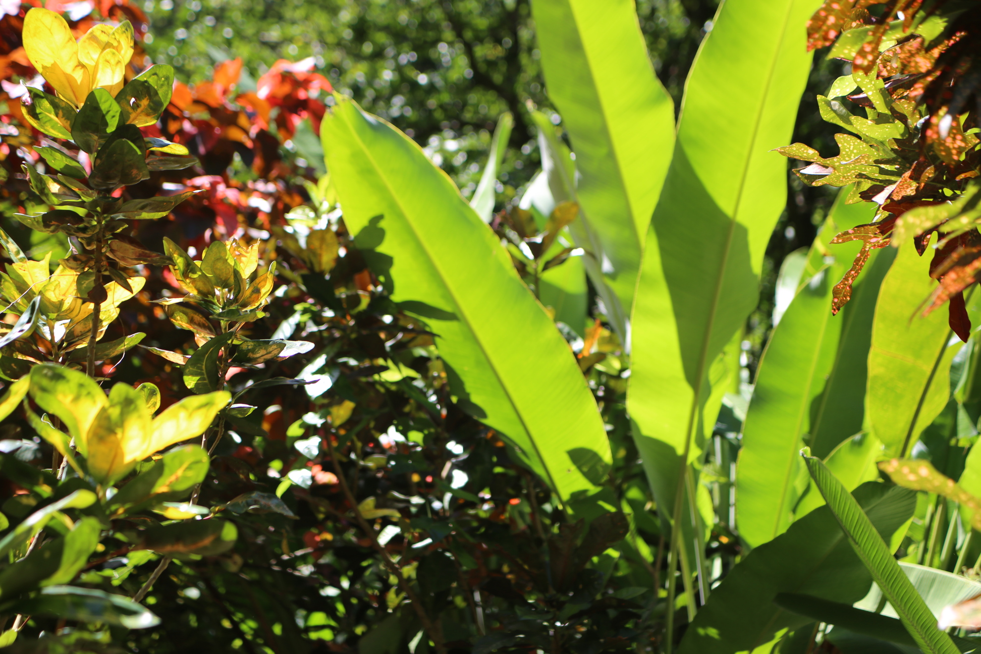 Tropical garden